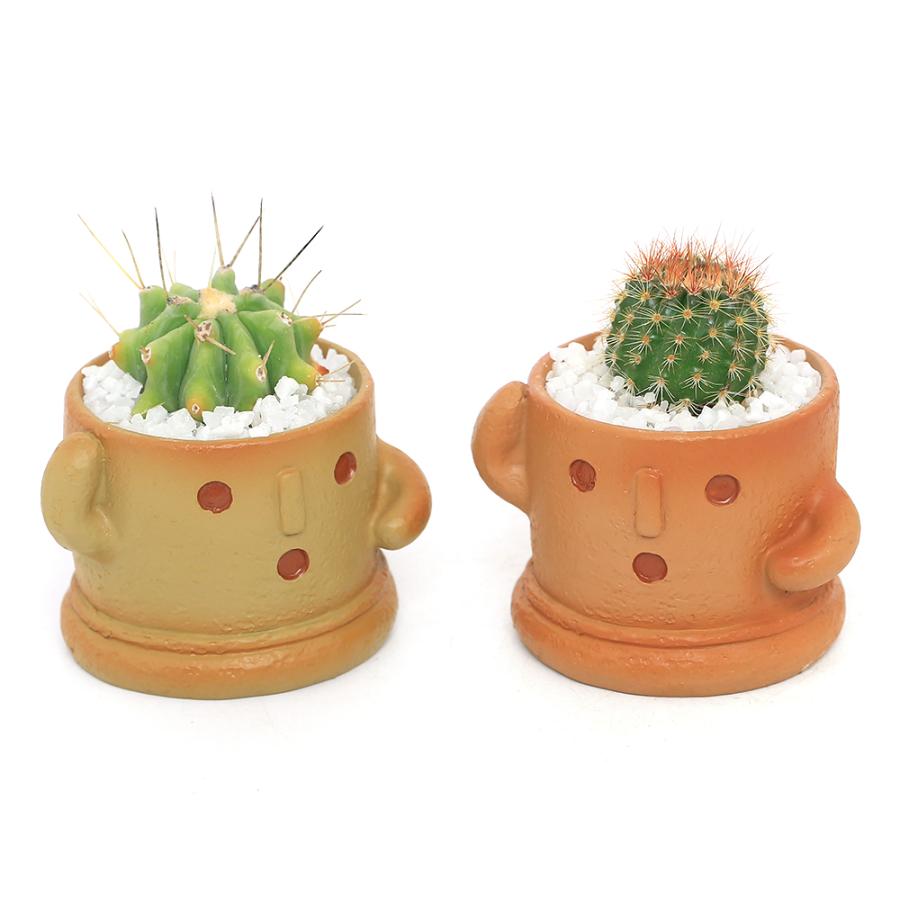 チャーム（charm） （多肉植物）おまかせプチサボテン ハニワ（1鉢