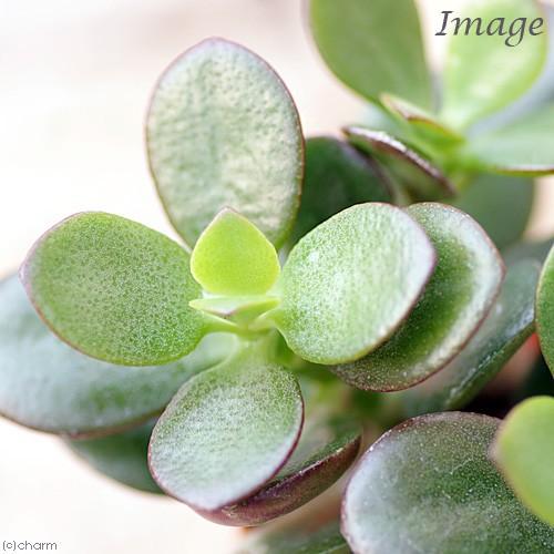 チャーム（charm） （多肉植物）クラッスラ 花月（金のなる木） 2号