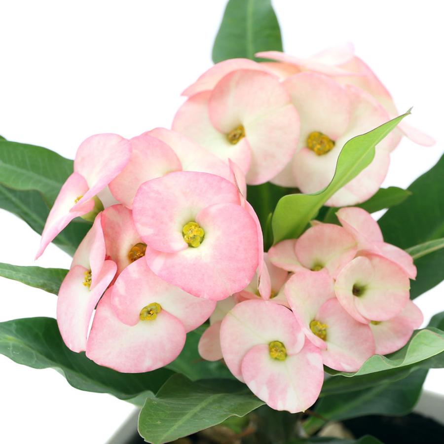 チャーム（charm） （多肉植物）ユーフォルビア 花キリン 八福神 3