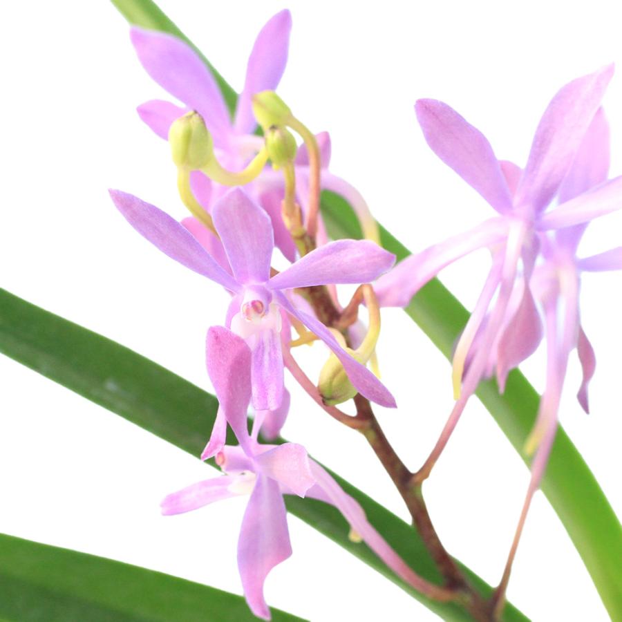 チャーム（charm） （観葉植物）洋ラン バンダコスティリス ブルー