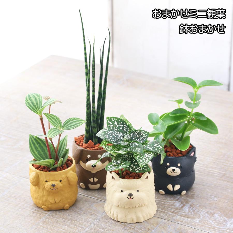 チャーム（charm） （観葉植物）おまかせミニ観葉 リトルドッグ 鉢
