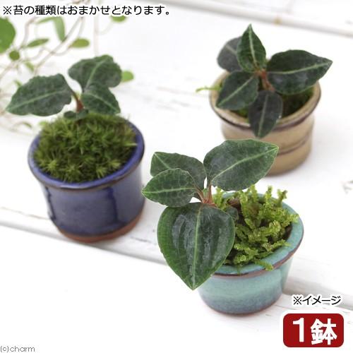 チャーム（charm） （山野草）盆栽 豆鉢 苔盆栽 Ver．ベニ