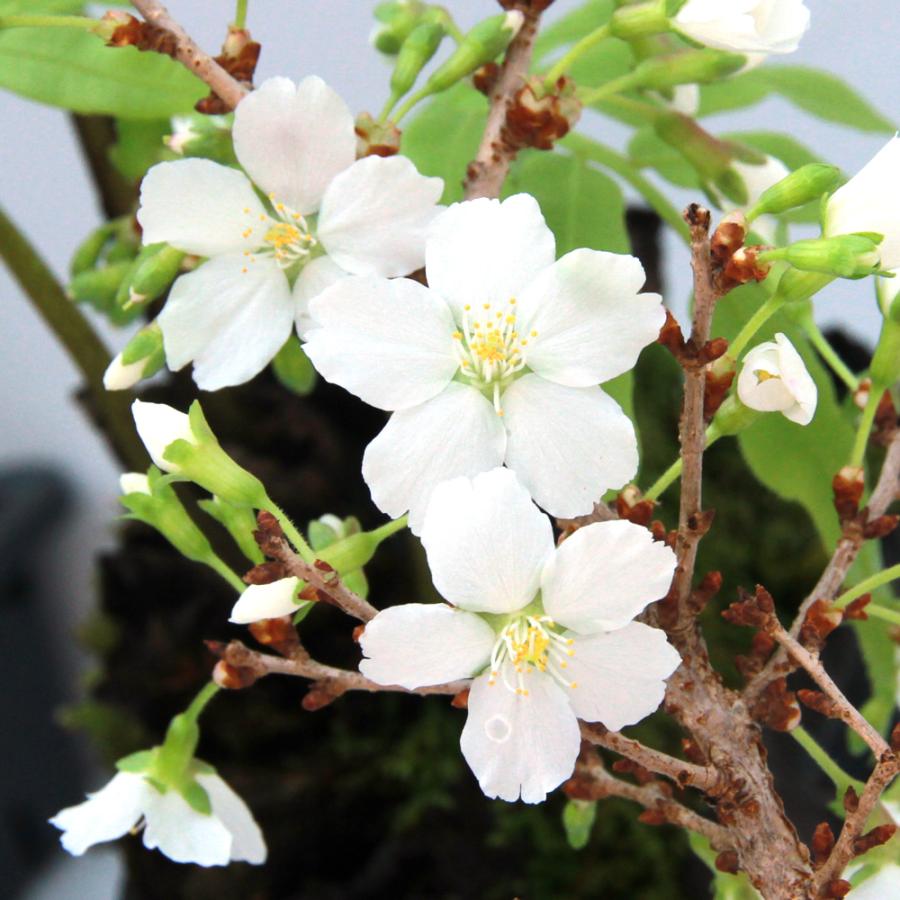 チャーム（charm） （山野草）盆栽 サクラ（桜）八房富士桜（ヤツブサ