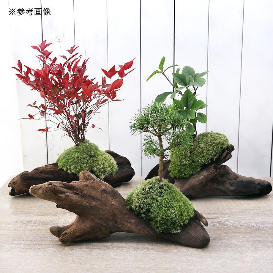 チャーム（charm） （山野草）苔盆栽 流木盆栽おまかせ山野草植え（1