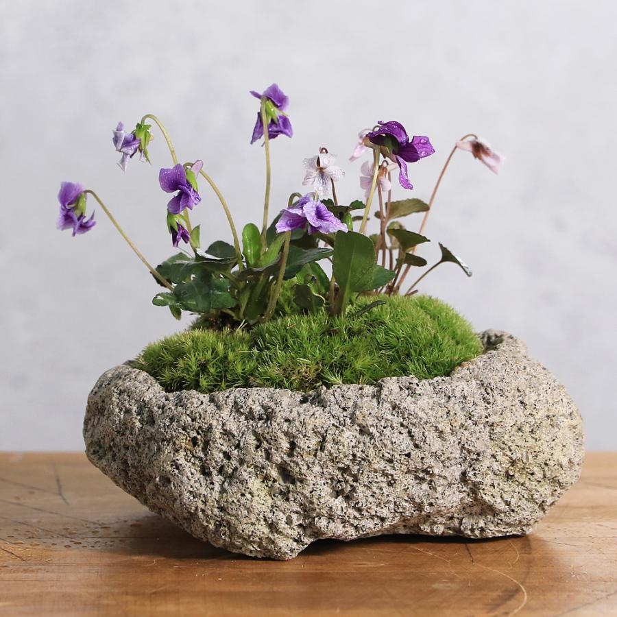 山野草）苔盆栽 スミレ（菫）3種寄せ植え 白溶岩石鉢 Sサイズ（1鉢