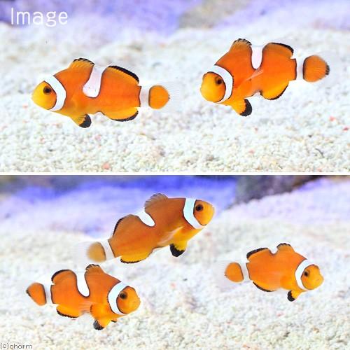 チャーム（charm） （海水魚）カクレクマノミ イレギュラーバンド