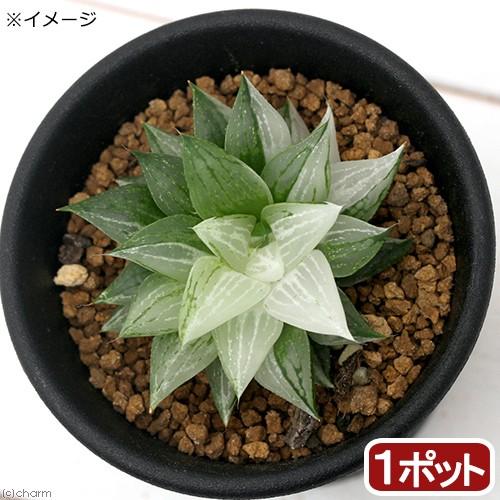 チャーム（charm） （多肉植物）ハオルチア 氷砂糖 2．5〜3号（1鉢