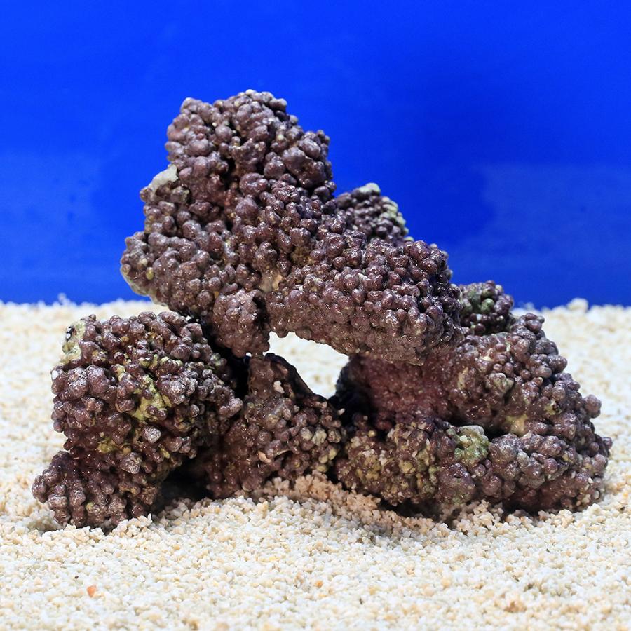 チャーム（charm） （海水魚）ライブロック EXSグレード パープル
