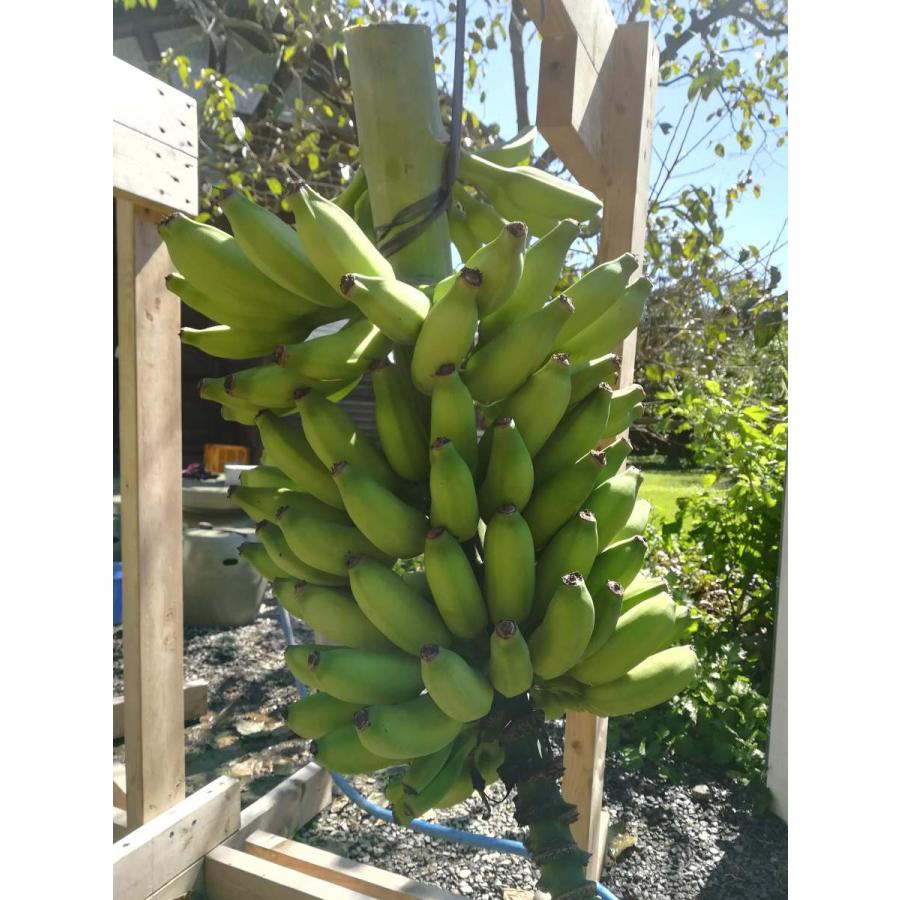 島バナナ苗 （小笠原種） バナナ苗木 : ちたフルーツビレッジ - 通販