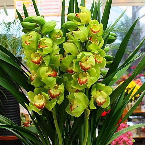 シンビジューム鉢植え グリーン系3~4本立て「品種はおまかせ