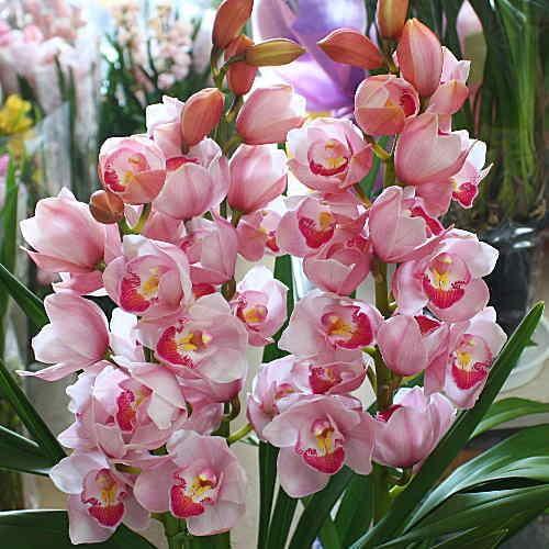 シンピジューム 鉢植え ピンク色のシンビジウム 「萌花」3本立ち 誕生
