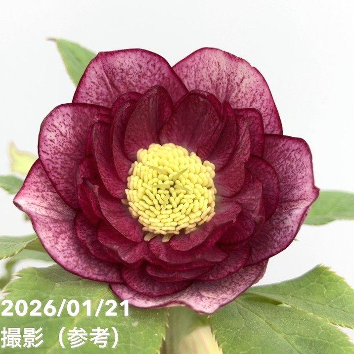 お買い得一点物咲き進み株】加藤農園 クリスマスローズ 4.5号（KT32