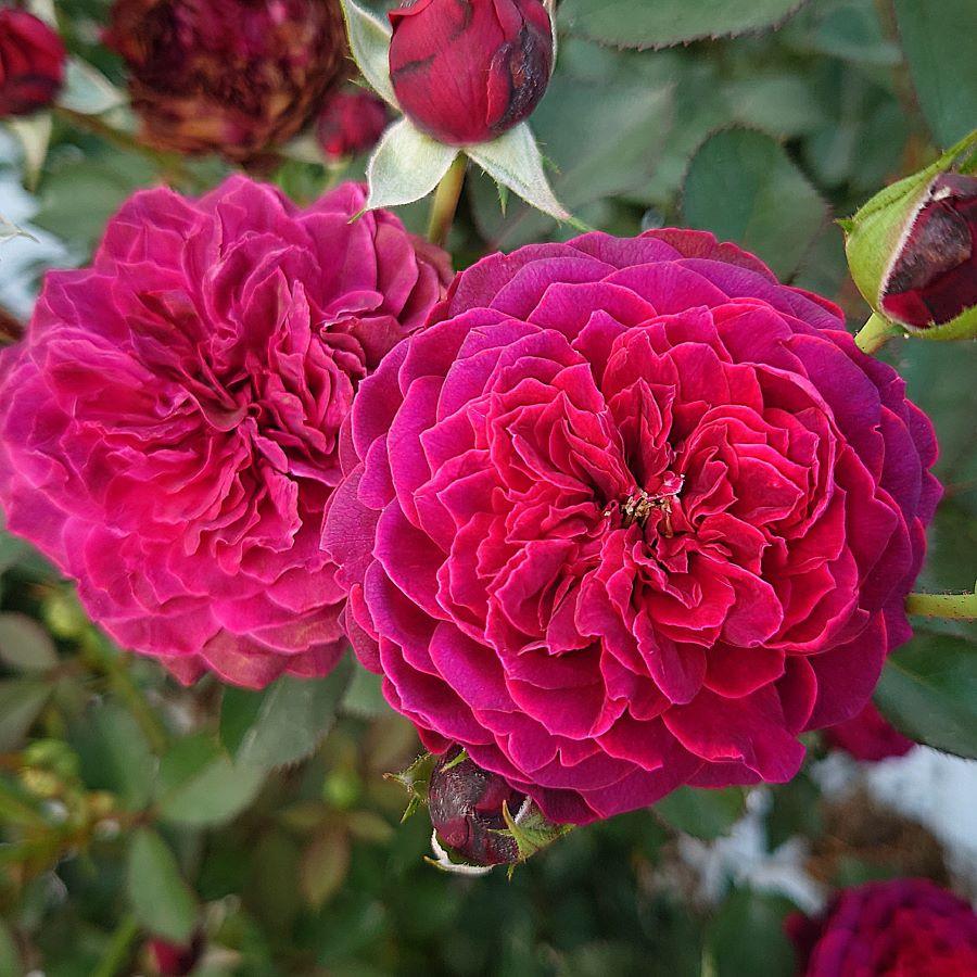 バラ苗 即納 大苗 18cmポット サーカス ナイト : Apple Roses - 通販