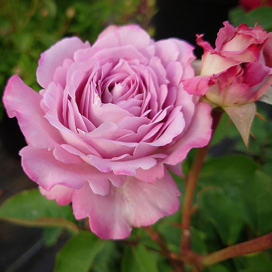 バラ苗 即納 大苗 18cmポット ラフ メイカー : Apple Roses - 通販