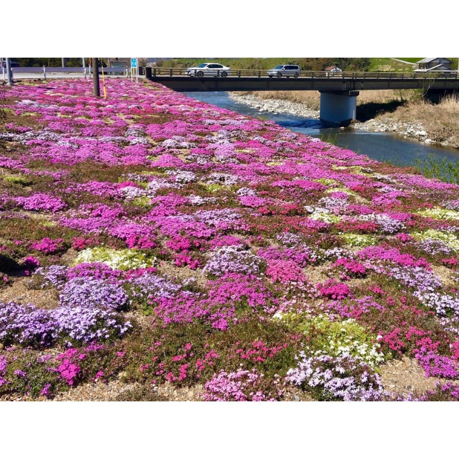 芝桜（シバザクラ）キャンディストライプ（多摩の流れ）1株 9センチ3