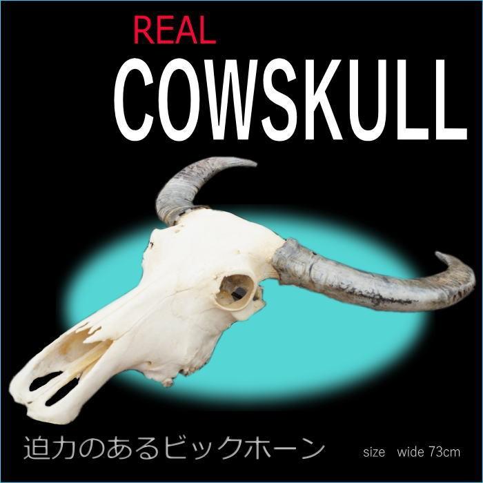 送料無料】リアルカウスカルヘッド オブジェ 角大 壁掛け オーナメント