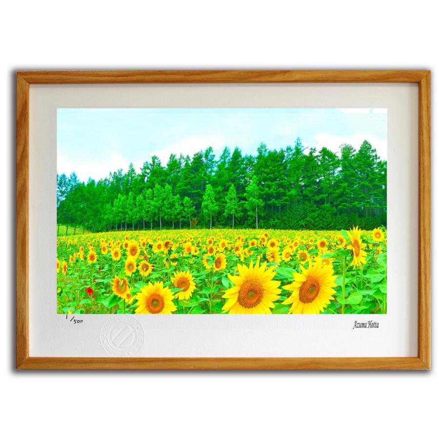 版画 絵画 北海道のひまわり畑002 美瑛 堀田東 壁掛け 壁飾り