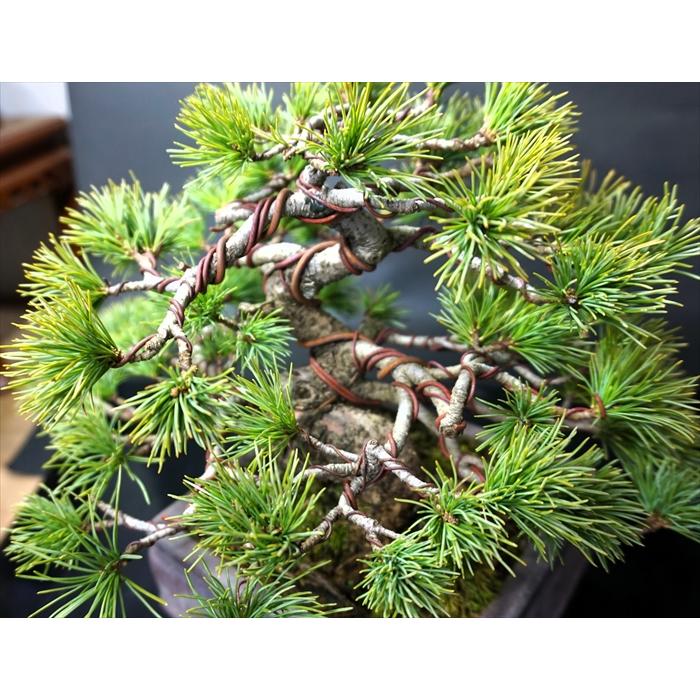 盆栽 五葉松 【中品盆栽】 五葉松 (4) : Bonsai Store Ito - 通販