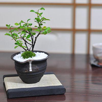 盆栽 即日発送 花 ミニ 白長寿梅 白花 可愛い 人気 ランキング 60代 70