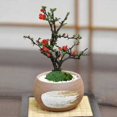 盆栽 花 長寿梅 ミニ盆栽 万古焼 ハケメ丸 3号 人気 ランキング 60代