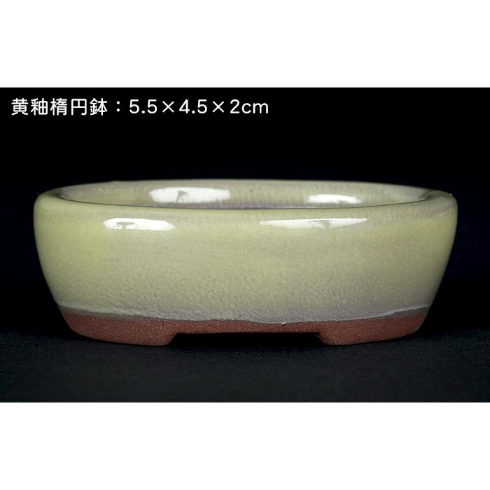 盆栽鉢 「瀬戸焼文山窯色小鉢12点セット」 植木鉢 色鉢 2号 5cm 可愛い