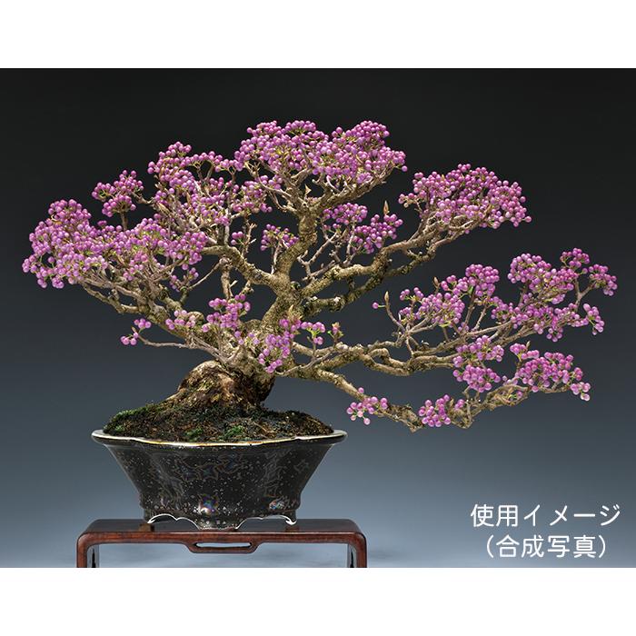 盆栽鉢 植木鉢 「平安泉山黒釉星結晶木瓜式鉢 大」 山草鉢 色鉢 清水焼