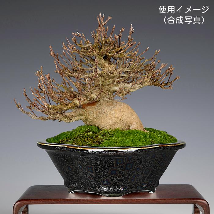 盆栽鉢 植木鉢 「平安泉山黒釉星結晶木瓜式鉢 小」 山草鉢 清水焼 京焼