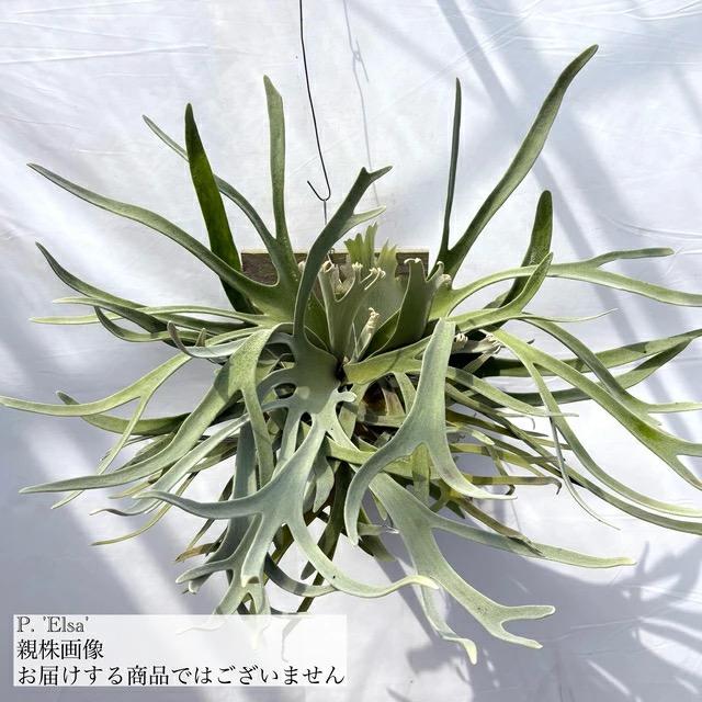 現品) ビカクシダ 'エルサ' (pup) (No.41083) (コウモリラン 観葉植物