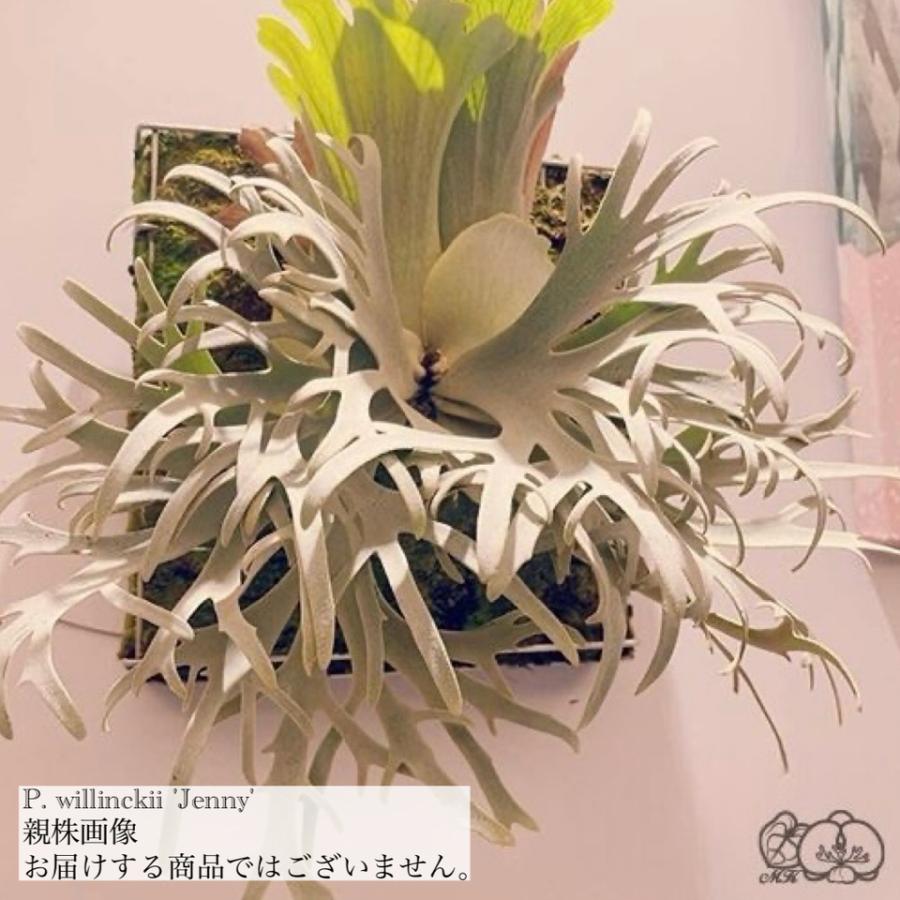 現品) ビカクシダ ウィリンキー 'ジェニー' (TC) (No.41091) (コウモリ