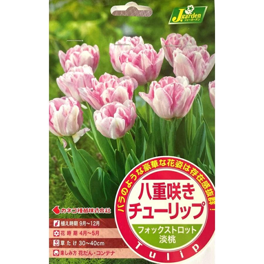 花球根 八重咲き チューリップ フォックストロット 4球入 カネコ種苗の
