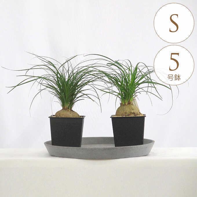 観葉植物 トックリラン S 5号鉢 植物 5号 インテリア 室内 リビング