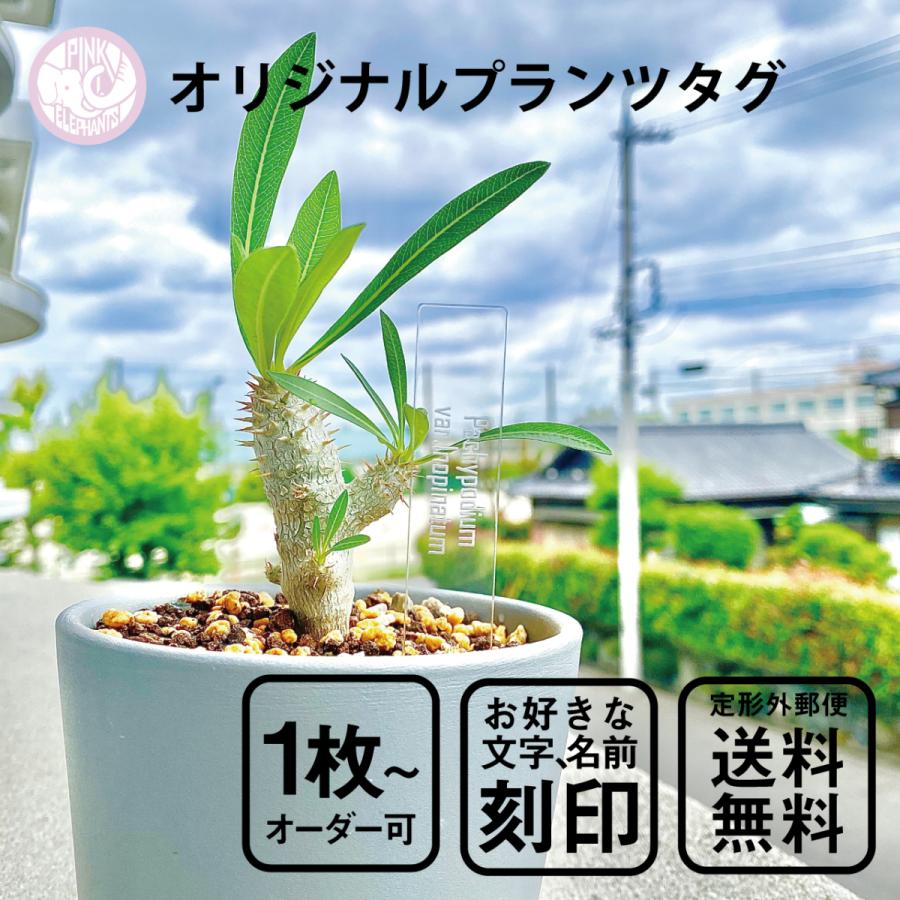 オリジナルプランツタグ 植物ネームプレート 園芸ラベル ガーデニング