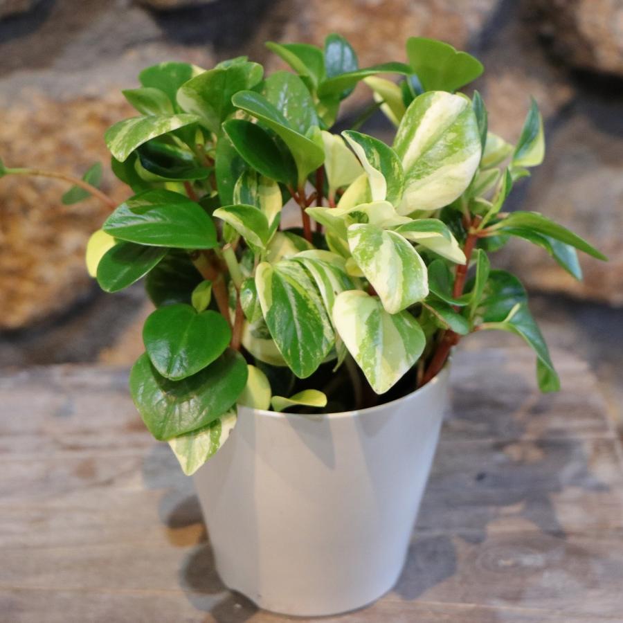 斑入り ペペロミア グラベラ 3〜3.5号ポット苗 観葉植物 鉢植え お洒落