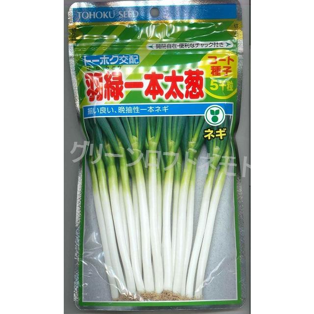 ねぎ 羽緑一本太葱ペレット種子 5000粒 （株）トーホク : グリーン