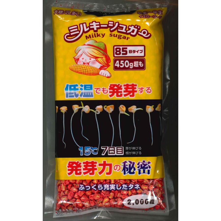 とうもろこし ミルキーシュガー 85(2000粒) トキタ種苗 : グリーン