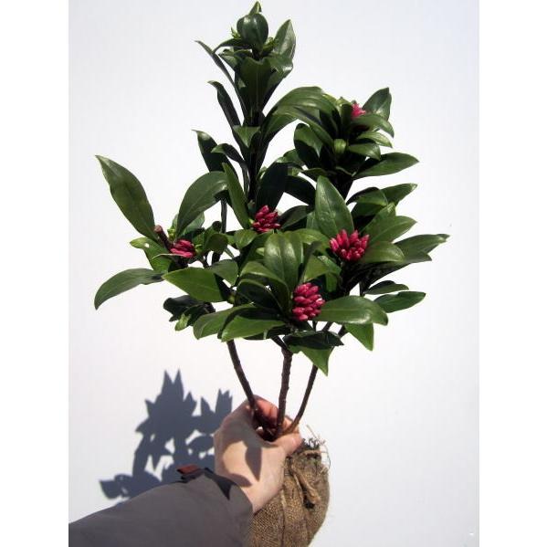沈丁花(ジンチョウゲ) 赤 30cm前後(鉢底から) 常緑低木 常緑樹 花木