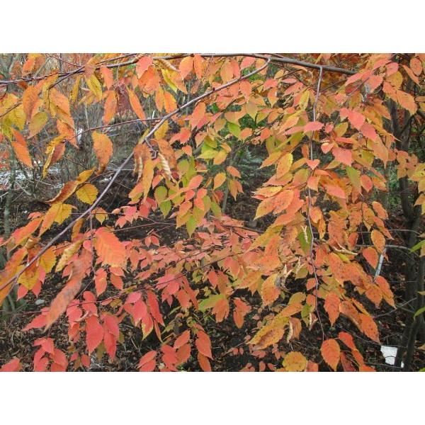 現品発送 アカシデ(アカメソロ)株立 樹高2.2-2.3m(根鉢含まず
