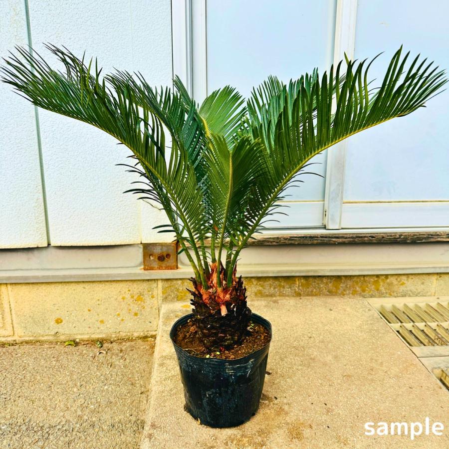 ソテツ 蘇鉄 6号 シンボルツリー 苗木 苗 50cm(鉢底から) 庭木 植木