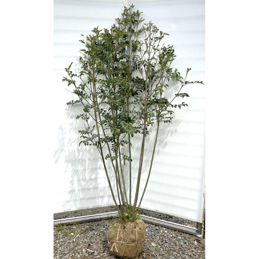 シマトネリコ 9本株立ち 豪華株 約1.9m 現品発送 一点物 特大株 植木