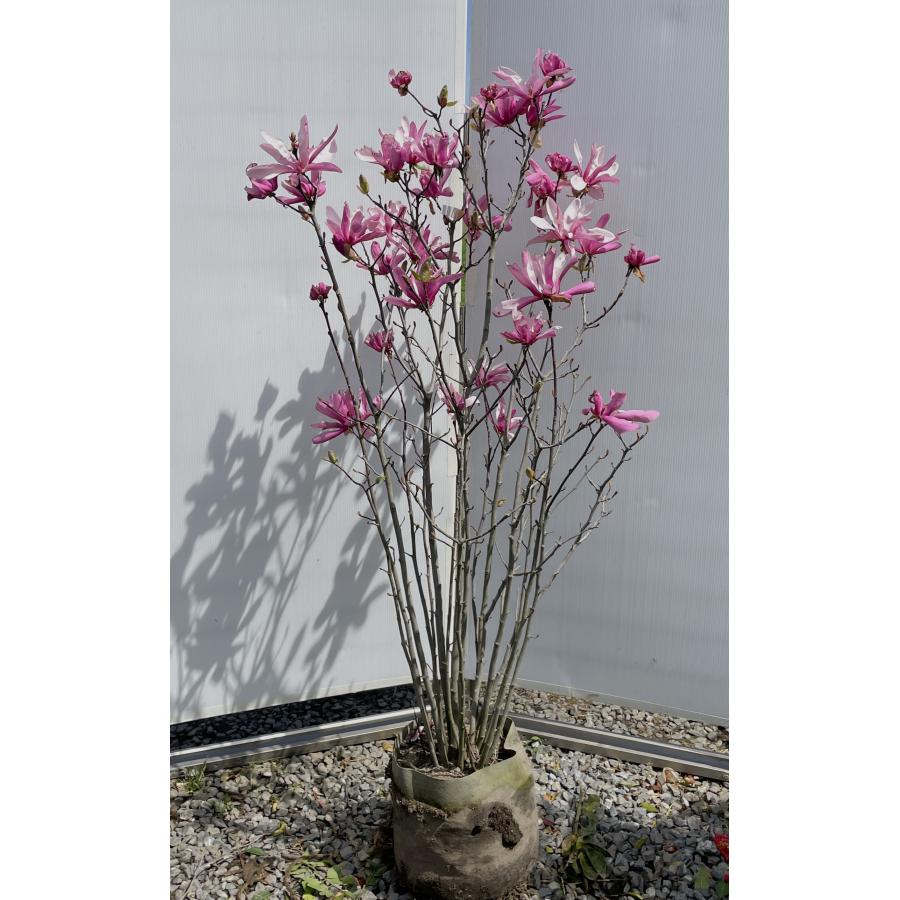 紫花モクレン ガールマグノリア 株立ち 約1.5m 現品発送 一点物 豪華