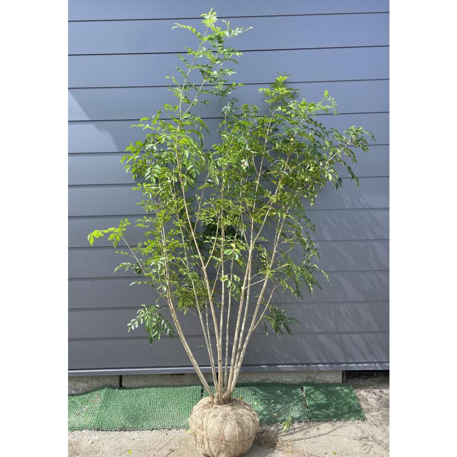 シマトネリコ 10本株立ち 約2.1m 現品発送 豪華株 特大株 植木苗木大苗