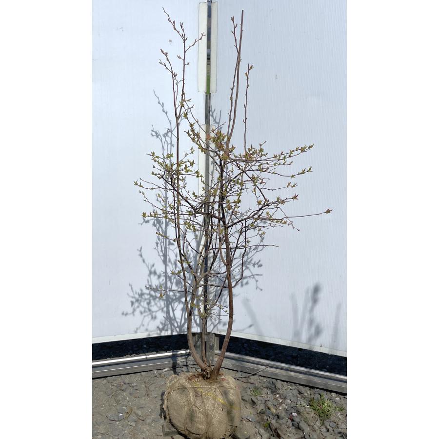 夏ハゼ 5本株立ち 約1.3m 現品発送 特大苗木 植木 大苗 ナツハゼ