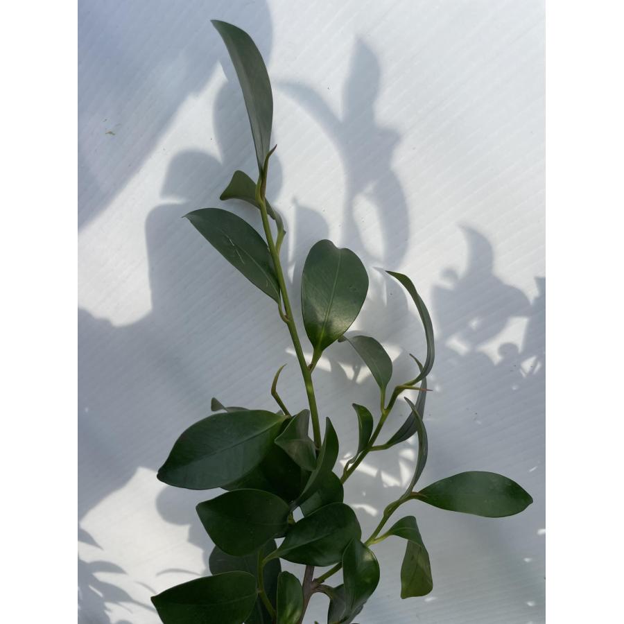 榊 サカキ 約2m 現品販売 特大株 植木 苗木 大苗 榊の木 本榊 常緑樹