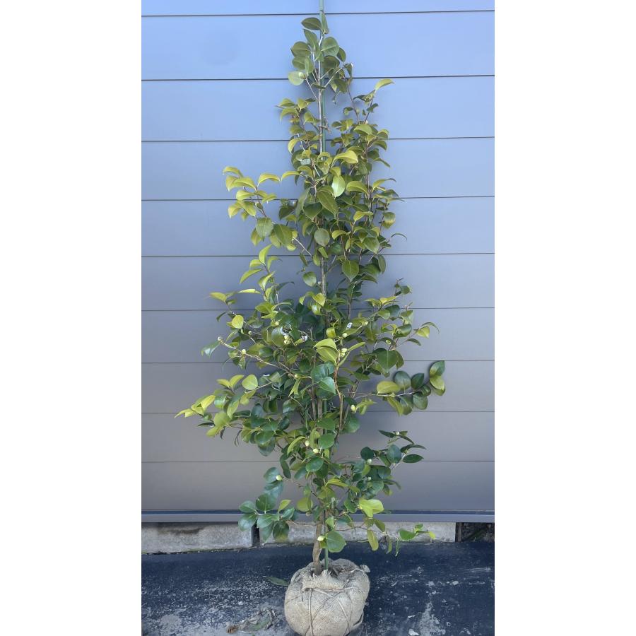 椿の木 ヤブツバキ 約1.8m 現品販売 特大株 藪椿 赤花ツバキ 植木