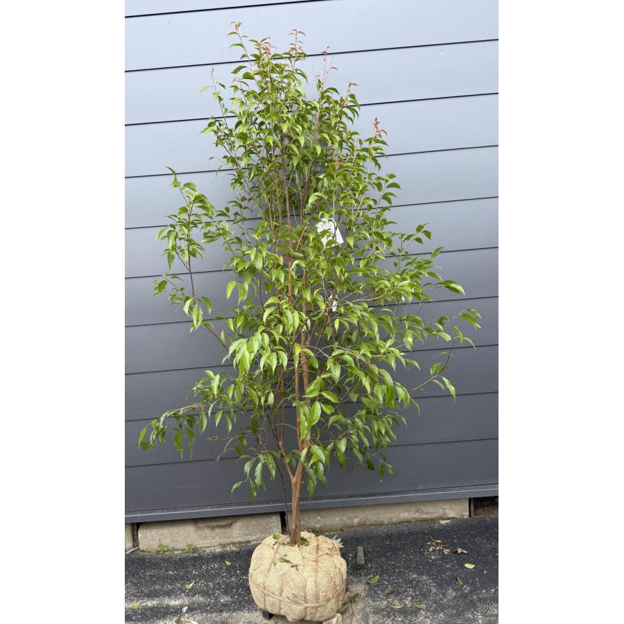 常緑エゴノキ 約1.9m 現品発送 特大株 植木 苗木 トキワエゴ エゴの木