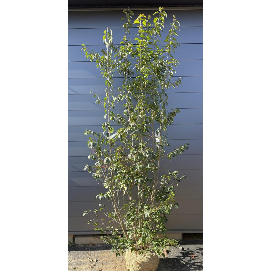ソヨゴの木 7本株立ち 約2.6m 現品発送 一点物 豪華株 超特大株 植木
