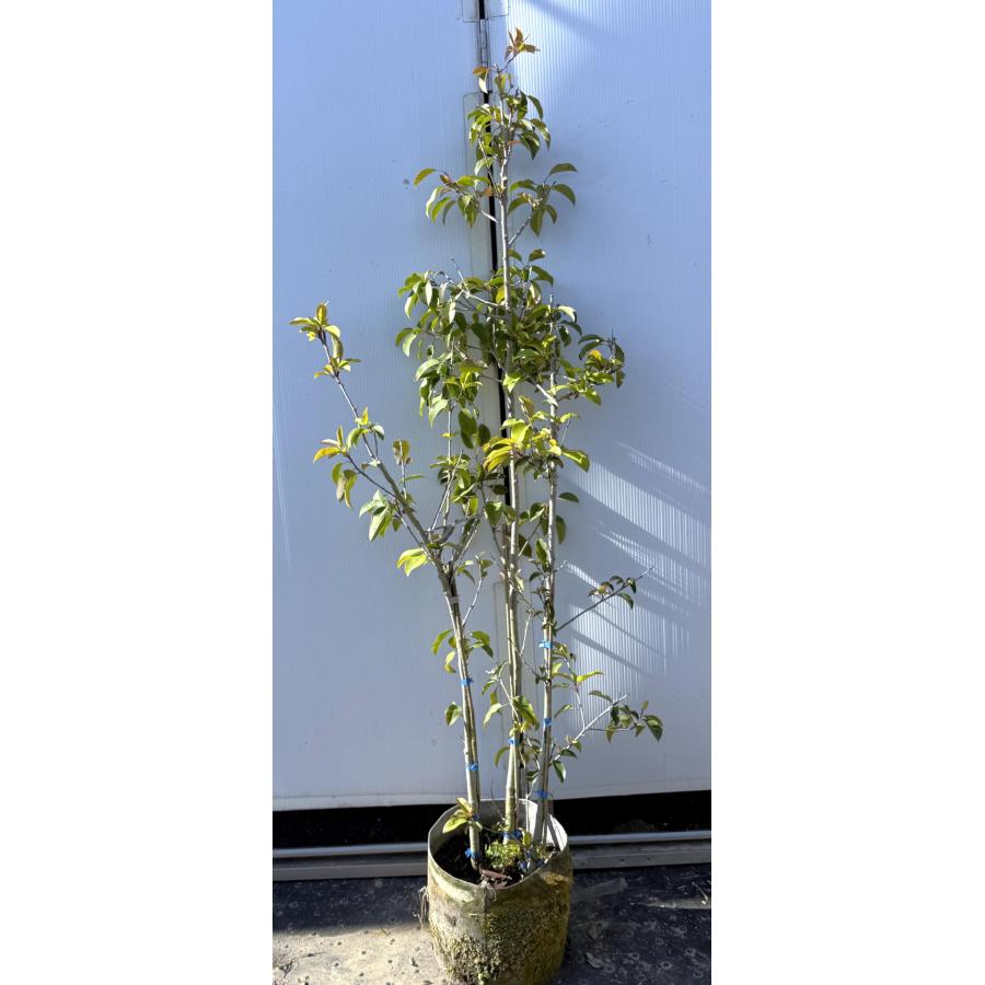 ソヨゴの木 株立ち 約1.4m 現品発送 美樹形株 特大株 植木苗木 赤い実