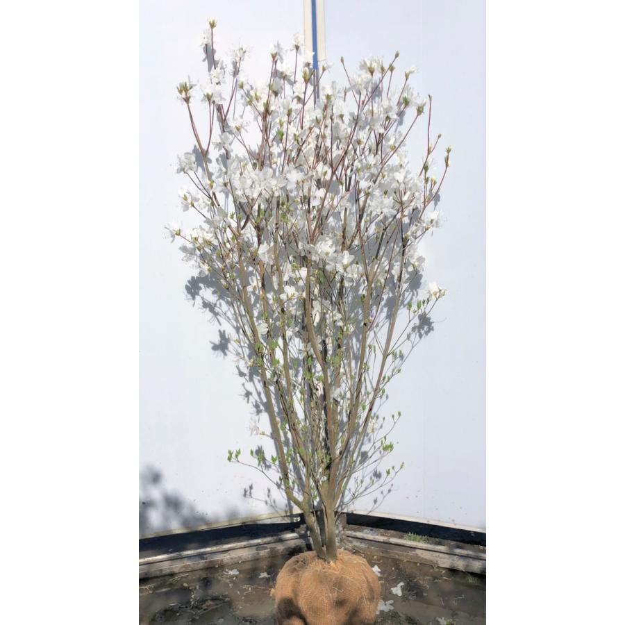 白花ミツバツツジ 株立ち 約1.5m 現品発送 美樹形株 白三つ葉ツツジ