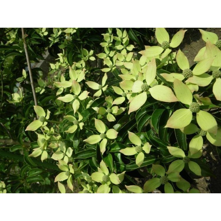 常緑ヤマボウシ 月光 4本株立ち 約2.5m 現品発送 超特大株 植木苗木