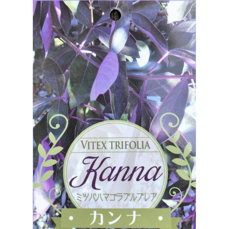西洋ニンジンボク プルプレア 約1.5m 特大株 植木苗木 ミツバハマゴウ